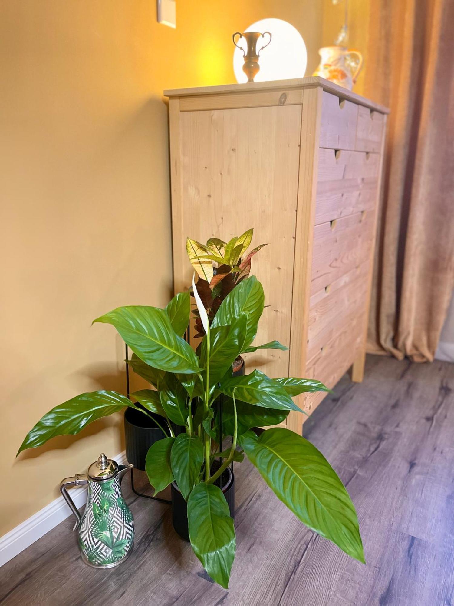 Terracotta Apartment - Zentral, Parken, Netflix, Kontaktloses Einchecken, Kingsize-Bett Wuppertal Ngoại thất bức ảnh